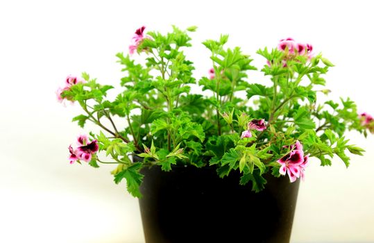 Beautiful and Scented Geranium Pelargonium Crispum plant on white background