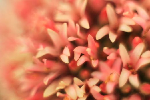 Colorful macro photography of Crassula Pyramidalis Buddha Temple plant in bloom