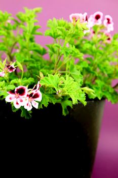 Beautiful and Scented Geranium Pelargonium Crispum plant on purple background