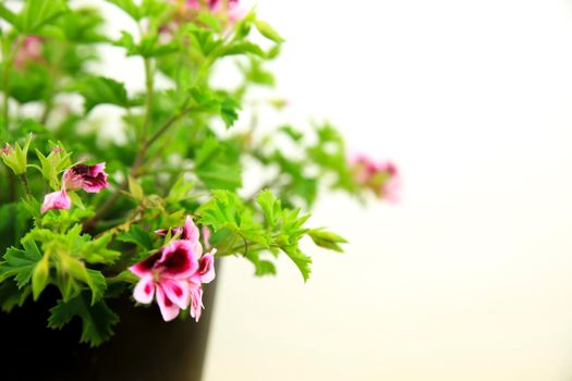 Beautiful and Scented Geranium Pelargonium Crispum plant on white background