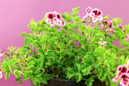 Beautiful and Scented Geranium Pelargonium Crispum plant on purple background