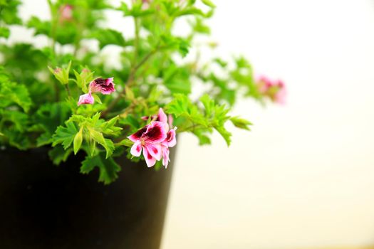 Beautiful and Scented Geranium Pelargonium Crispum plant on white background