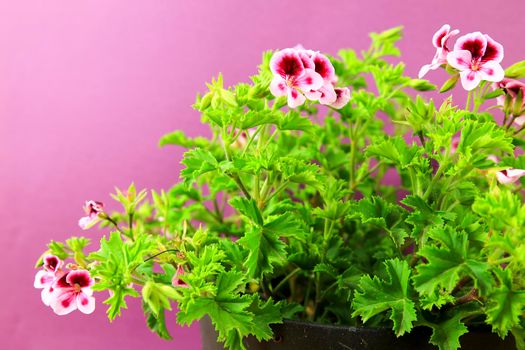 Beautiful and Scented Geranium Pelargonium Crispum plant on purple background