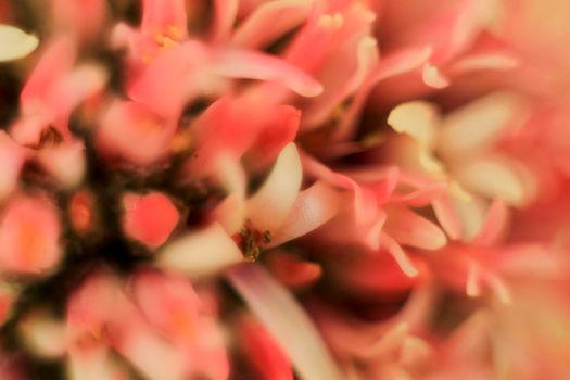 Colorful macro photography of Crassula Pyramidalis Buddha Temple plant in bloom