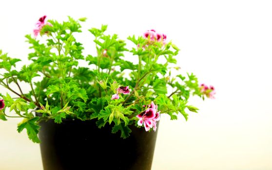 Beautiful and Scented Geranium Pelargonium Crispum plant on white background