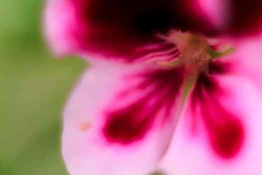 Beautiful and Scented Geranium Pelargonium Crispum flower. Macro picture.