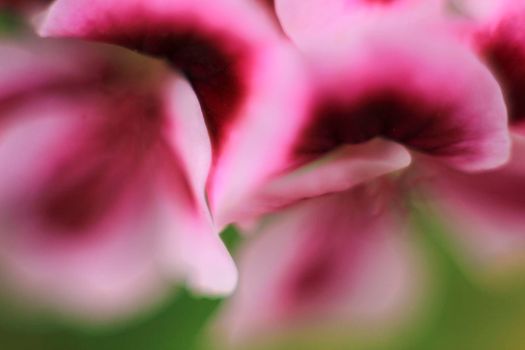 Beautiful and Scented Geranium Pelargonium Crispum flower. Macro picture.