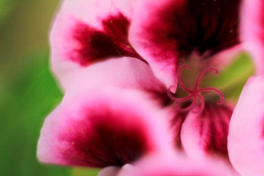 Beautiful and Scented Geranium Pelargonium Crispum flower. Macro picture.