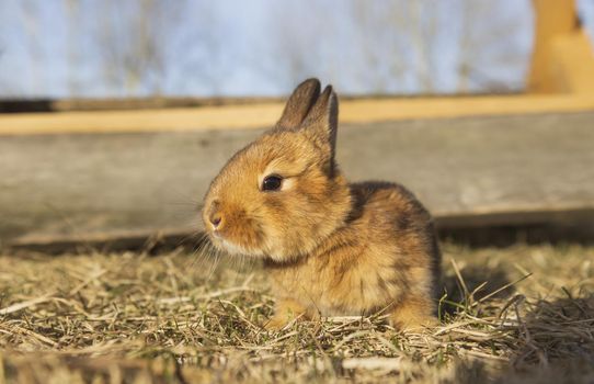 little rabbit sits in the grass, peaceful animals