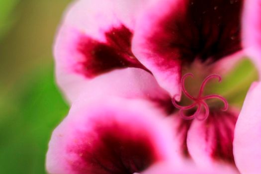 Beautiful and Scented Geranium Pelargonium Crispum flower. Macro picture.