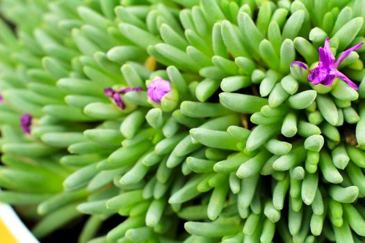 Beautiful Sedum Hispanicum in bloom in the garden