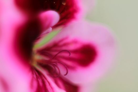 Beautiful and Scented Geranium Pelargonium Crispum flower. Macro picture.