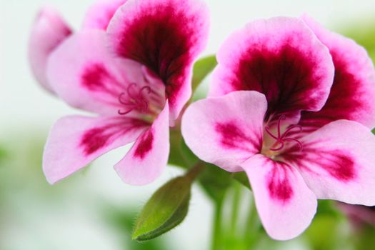 Beautiful and Scented Geranium Pelargonium Crispum flower. Macro picture.