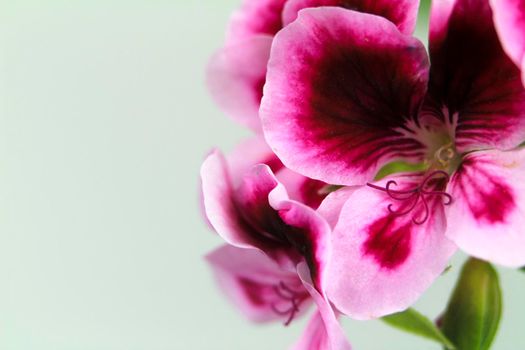 Beautiful and Scented Geranium Pelargonium Crispum flower. Macro picture.