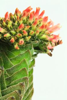 Colorful macro photography of Crassula Pyramidalis Buddha Temple plant in bloom