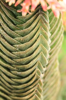 Colorful macro photography of Crassula Pyramidalis Buddha Temple plant