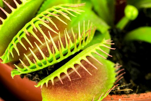 Beautiful Dionaea Muscipula carnivorous plant macro picture