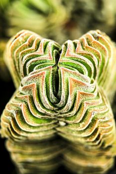 Colorful macro photography of Crassula Pyramidalis Buddha Temple plant