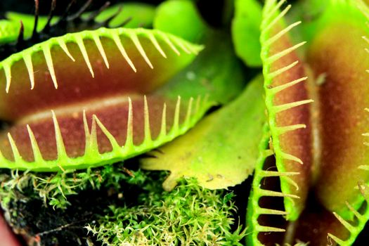 Beautiful Dionaea Muscipula carnivorous plant macro picture
