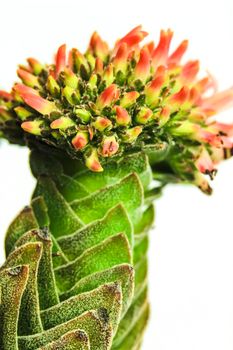 Colorful macro photography of Crassula Pyramidalis Buddha Temple plant in bloom