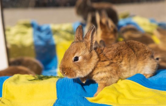 rabbit on a yellow-blue background, peaceful animals