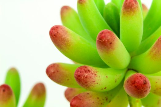 Colorful Sedum rubrotinctum R.T Clausen plant on white background