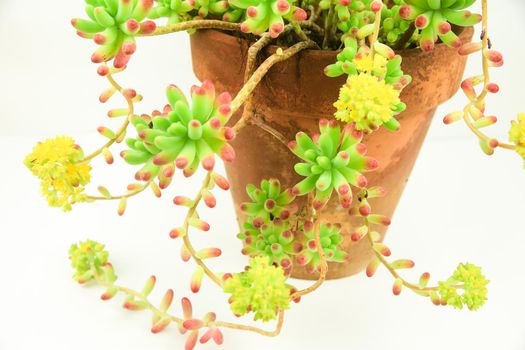 Colorful Sedum rubrotinctum R.T Clausen plant on white background