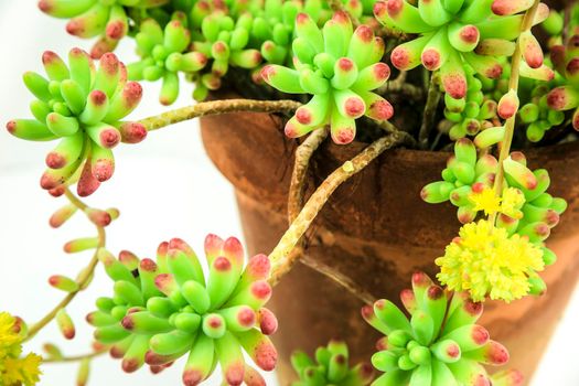 Colorful Sedum rubrotinctum R.T Clausen plant on white background