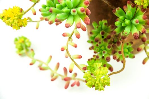 Colorful Sedum rubrotinctum R.T Clausen plant on white background