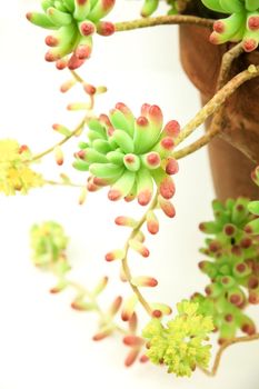 Colorful Sedum rubrotinctum R.T Clausen plant on white background