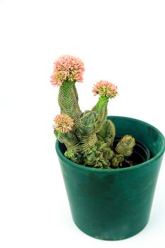 Colorful macro photography of Potted Crassula Pyramidalis Buddha Temple plant in bloom on white background