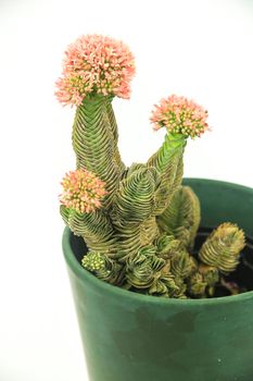 Colorful macro photography of Potted Crassula Pyramidalis Buddha Temple plant in bloom on white background