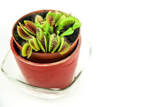 Beautiful Dionaea Muscipula carnivorous plant on white background