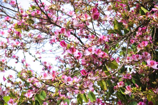 Beautiful and colorful Bauhinia purpurea tree in Plaza de las Flores Square in Alicante, Spain