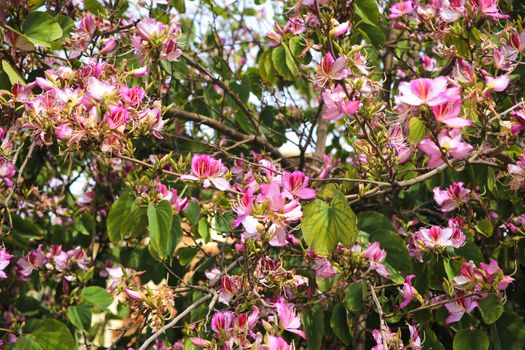 Beautiful and colorful Bauhinia purpurea tree in Plaza de las Flores Square in Alicante, Spain