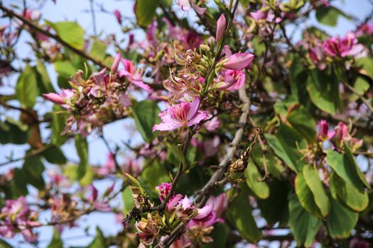 Beautiful and colorful Bauhinia purpurea tree in Plaza de las Flores Square in Alicante, Spain