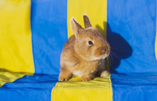 rabbit on the background of the Ukrainian flag, peaceful animals