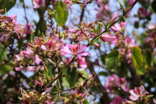 Beautiful and colorful Bauhinia purpurea tree in Plaza de las Flores Square in Alicante, Spain