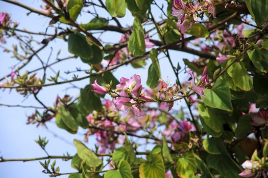 Beautiful and colorful Bauhinia purpurea tree in Plaza de las Flores Square in Alicante, Spain