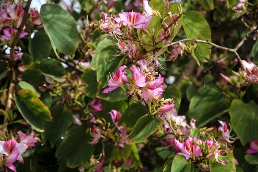 Beautiful and colorful Bauhinia purpurea tree in Plaza de las Flores Square in Alicante, Spain