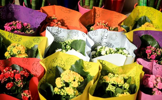 Potted Kalanchoe Blossfeldiana plants for sale at a market stall in Spain