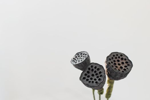 Dried lotus flower seed pods isolated on white background.