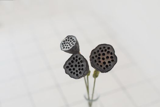 Dried lotus flower seed pods isolated on white background.