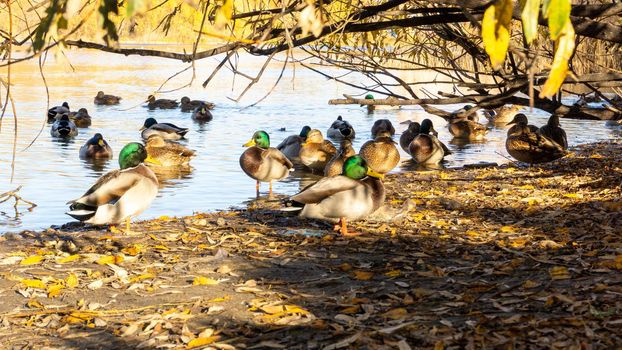 Wild ducks on the lake. Ducks, drakes sit, swim eat