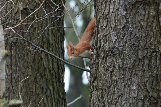 One red squirrel on an oak tree