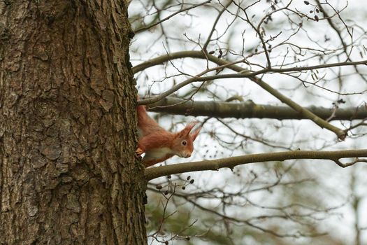 One red squirrel on an oak tree