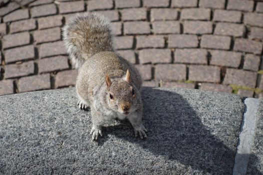 Grey squirrel from above in a park as a closeup