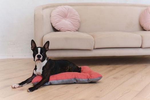 French bulldog puppy resting on a dog bed at home. The concept of a happy calm pet dog