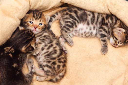 Closee-up faces of cute bengal one month old kittens laying on the cat's pillow