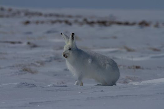 Arctic hare, Lepus arcticus, getting ready to jump while sitting on snow and shedding its winter coat, Nunavut Canada